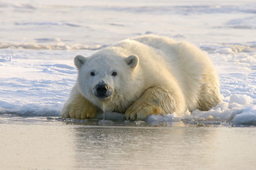 Ein Eisbär liegt auf Schnee vor Wasser. Er schaut in die Kamera. Wasser tropft von der Schnauze.