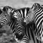 Bild von drei Oberkörpern von Zebras.