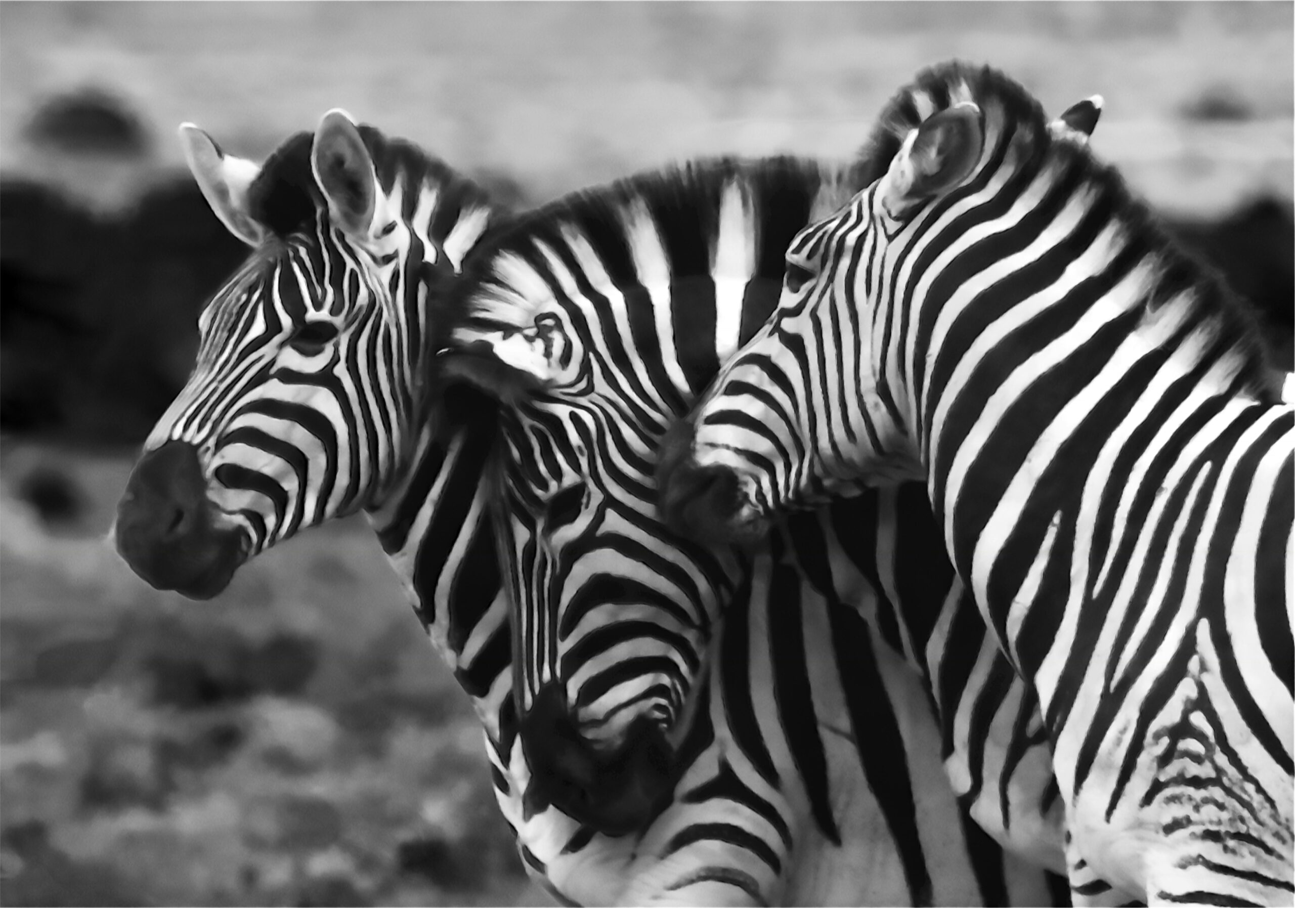 Bild von drei Oberkörpern von Zebras.